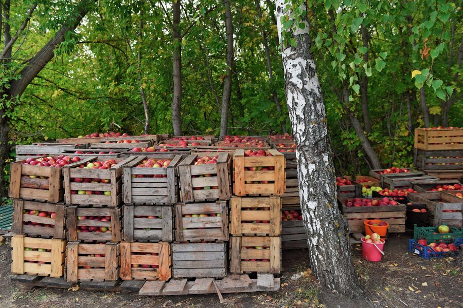 Сбор урожая в яблоневых садах Хвалынского района Саратовской области