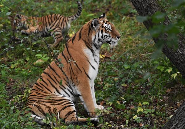 Амурская тигрица Уссури с четырехмесячным тигрёнком в вольере Приморского сафари-парка