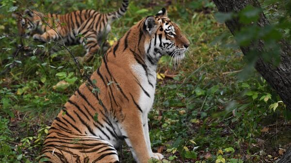 Амурская тигрица с тигренком