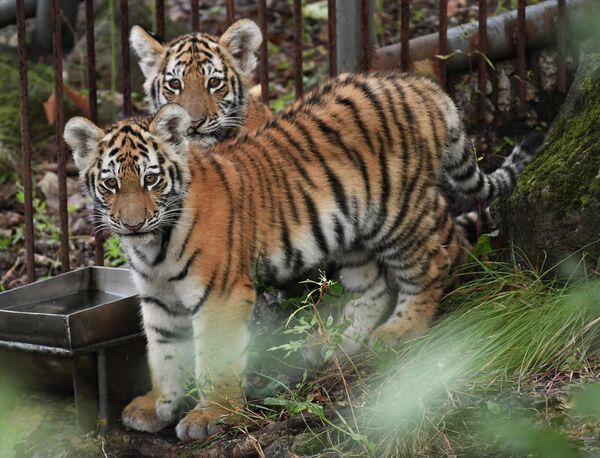 Четырехмесячные амурские тигрята осваиваются в вольере Приморского сафари-парка