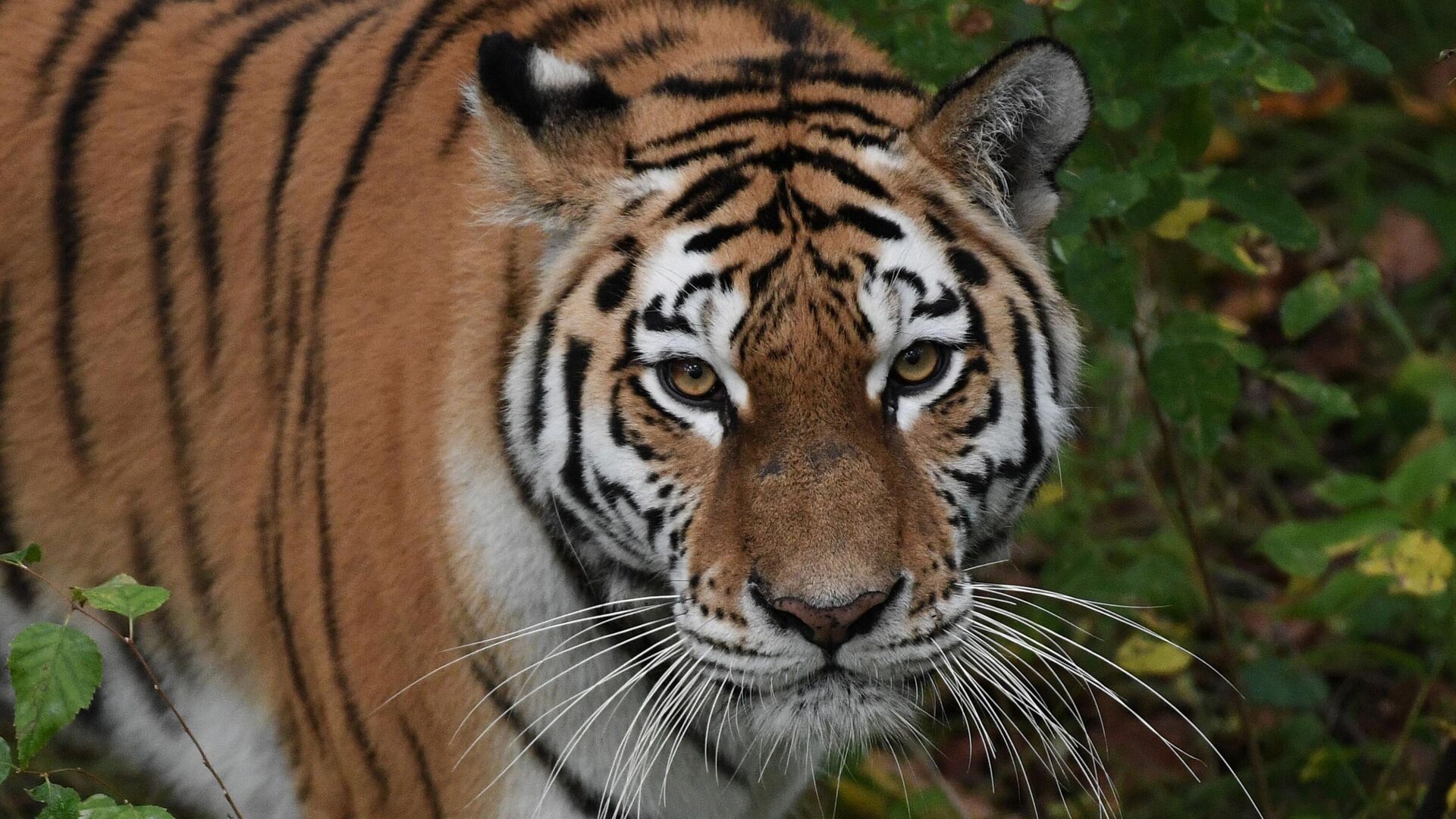 В Приморье убили краснокнижного амурского тигра