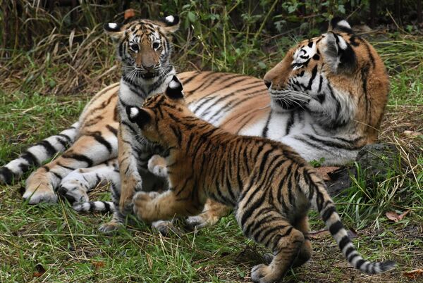 Амурская тигрица Уссури с четырехмесячными тигрятами, которые осваиваются в вольере Приморского сафари-парка
