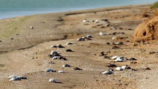 Мертвые птицы на берегу озера Сиваш в Крыму. Кадр видео