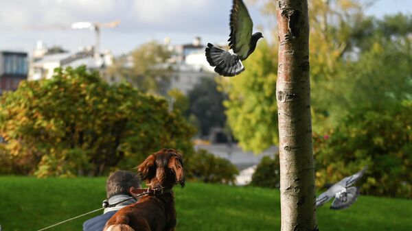 Собака гоняет голубей. Архивное фото