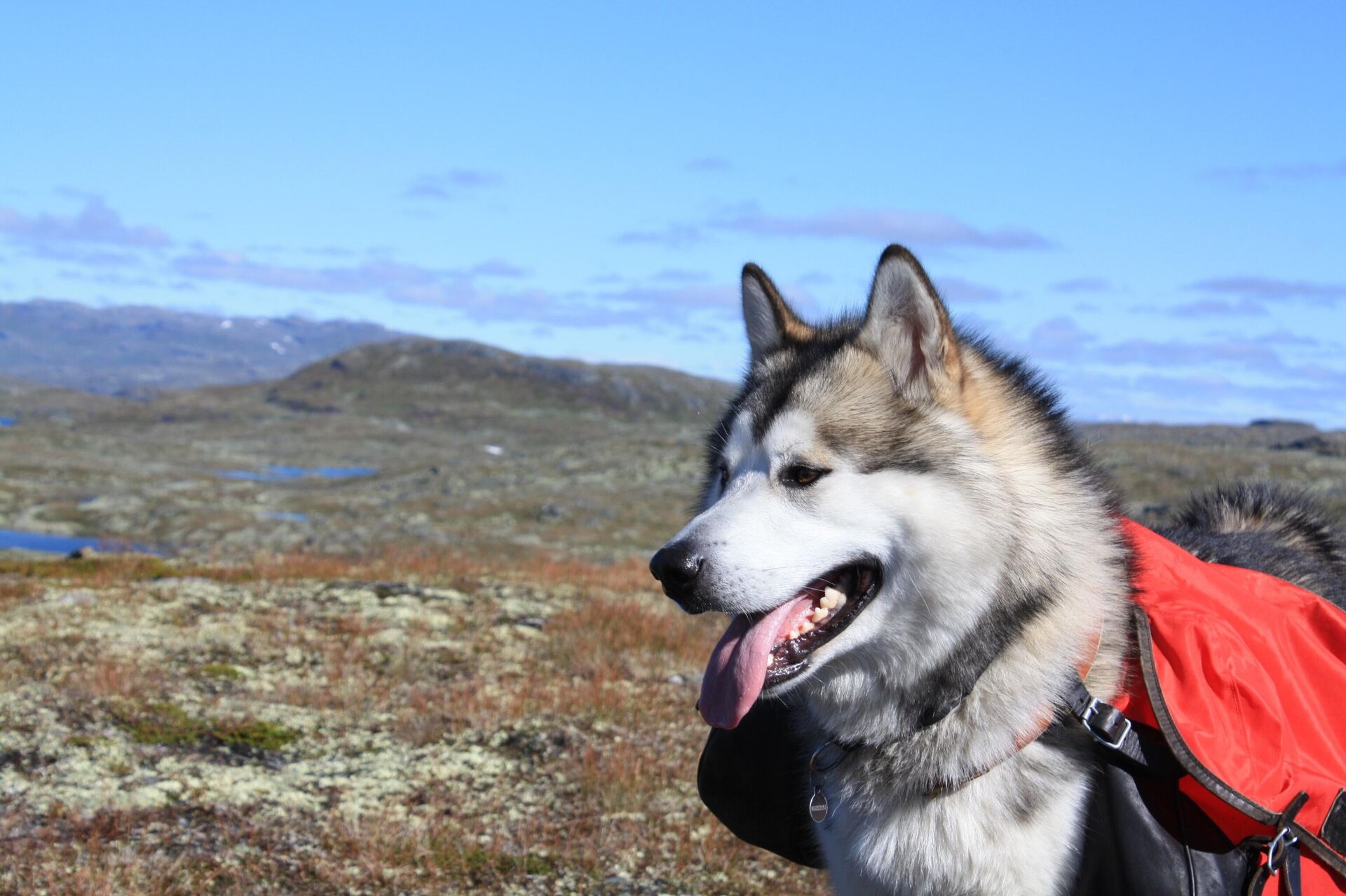 Аляскинский маламут: порода собак, описание и характер