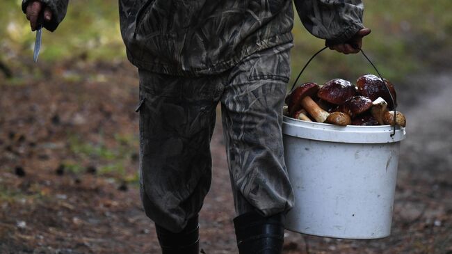 В Хабаровском крае спасатели ищут двух грибников