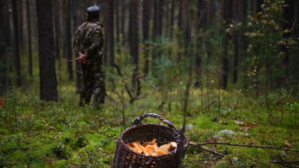 Сбор грибов в лесу