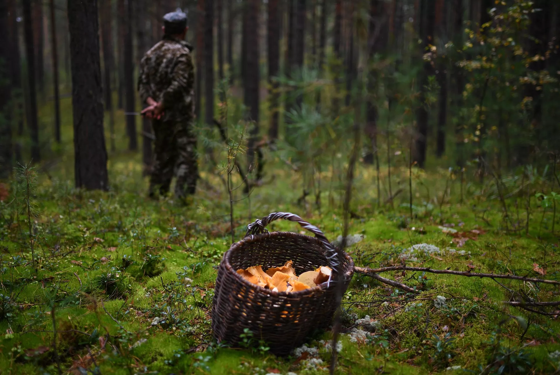 Житель села Юрт-Акбалык собирает грибы в лесу - РИА Новости, 1920, 30.09.2021
