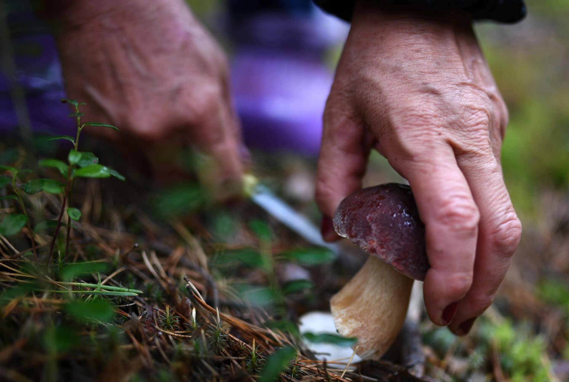 Житель села Юрт-Акбалык собирает грибы в лесу - РИА Новости, 1920, 20.06.2022