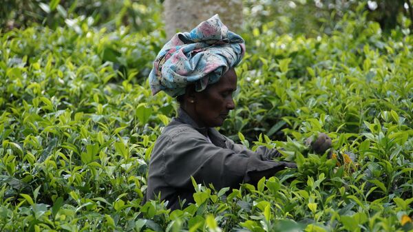 Сбор чая на плантации в Шри-Ланке