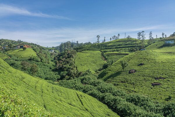 Чайная плантация в округе Нувара-Элия, Шри-Ланка