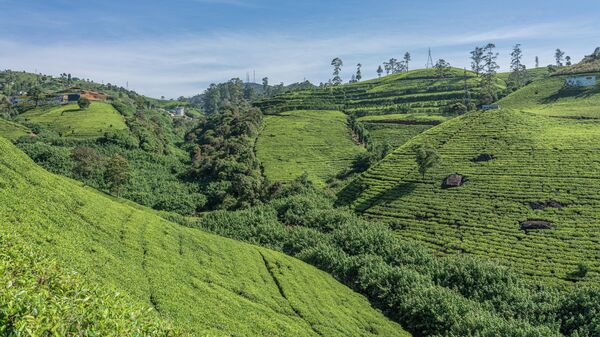 Чайная плантация в округе Нувара-Элия, Шри-Ланка