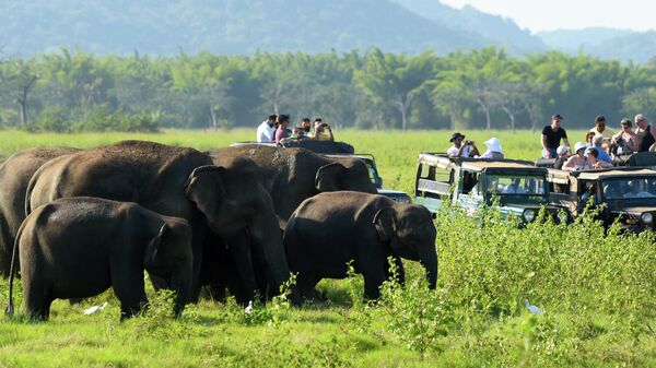 Туристы наблюдают за стадом слонов в национальном парке Миннерия