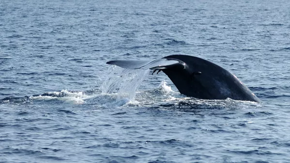 Синий кит у южного побережья Шри-Ланки