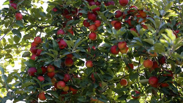 Яблоки, выращенные в садах
