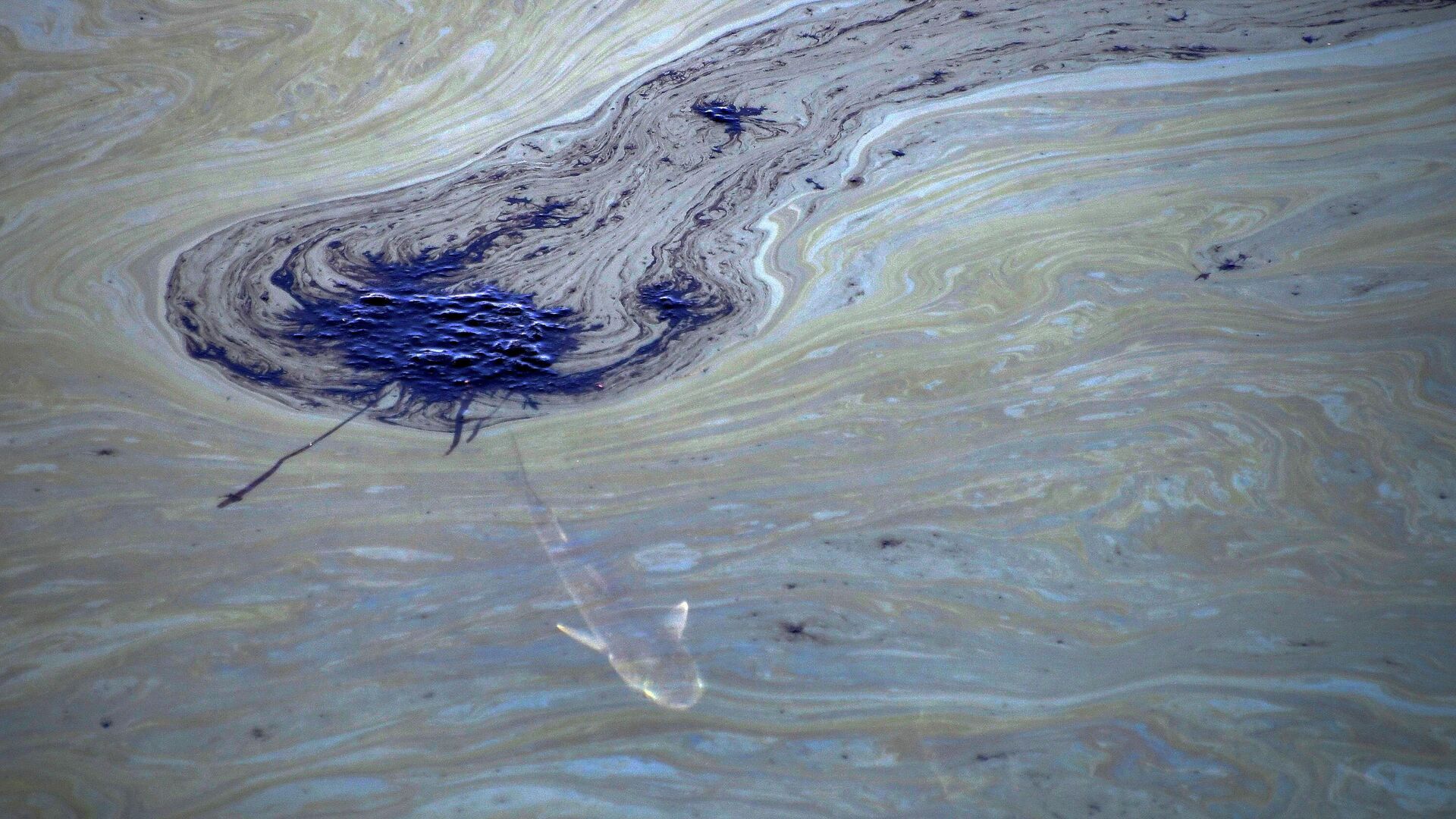 Рыба плавает под нефтяными пятнами в Хантингтон-Бич, Калифорния, США - РИА Новости, 1920, 05.10.2021