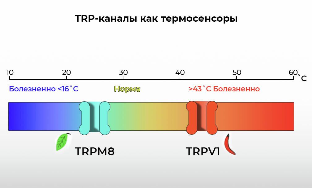 TRP-каналы как термосенсоры - РИА Новости, 1920, 04.10.2021