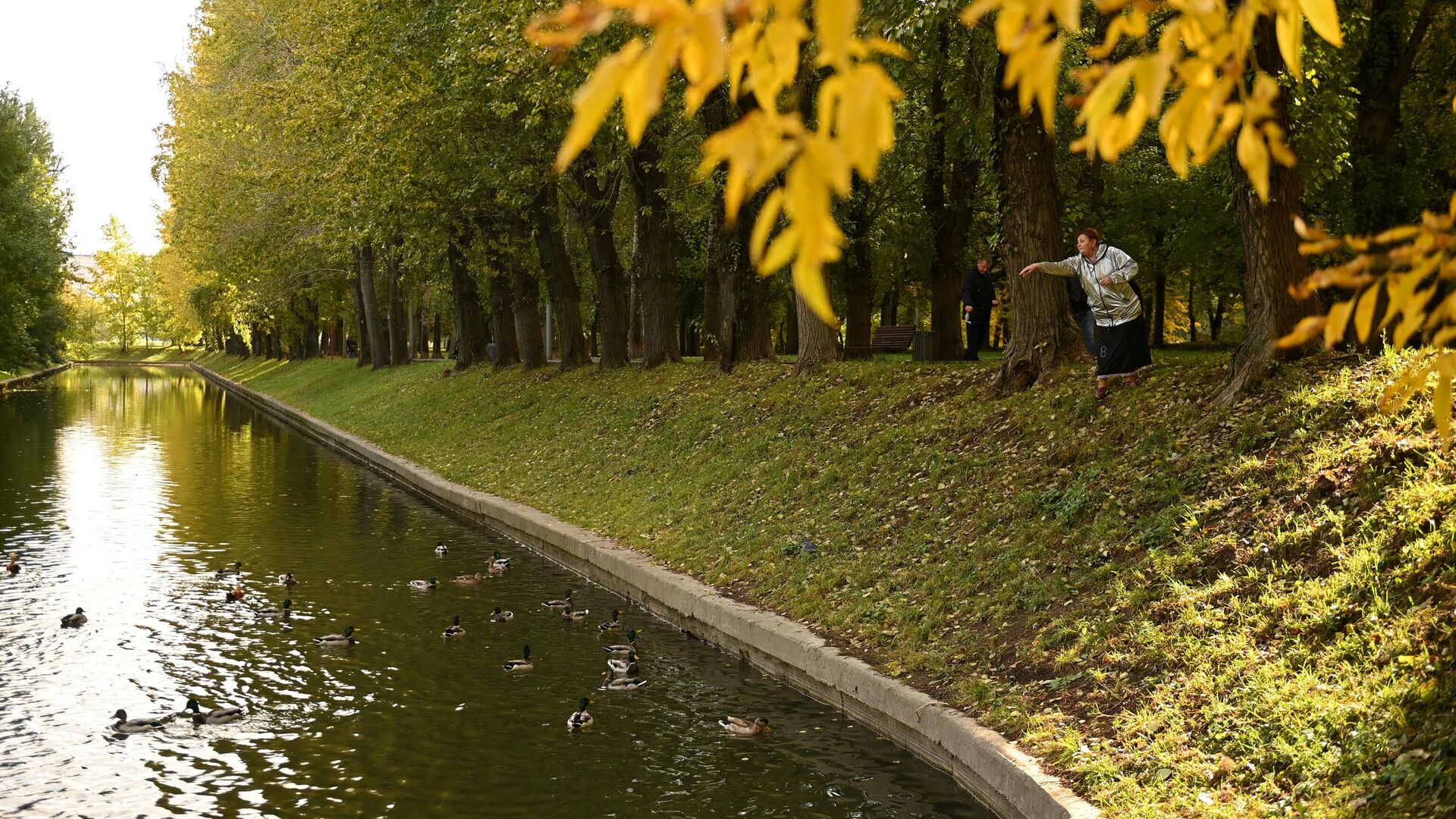 Женщина кормит уток в парке Красная Пресня в Москве - РИА Новости, 1920, 20.10.2021