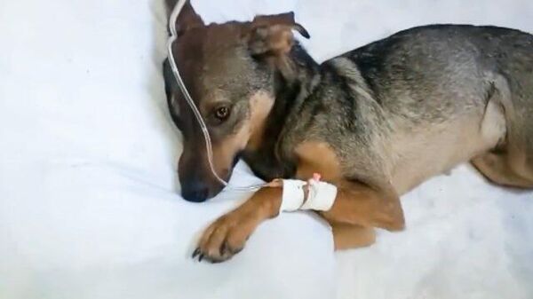 Массовый паралич: в приюте Лохматая душа спасают подопечных собак