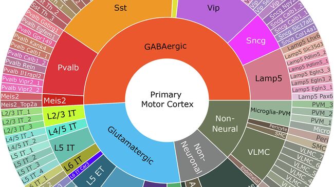 Диаграмма таксономии типов клеток первичной моторной коры мыши