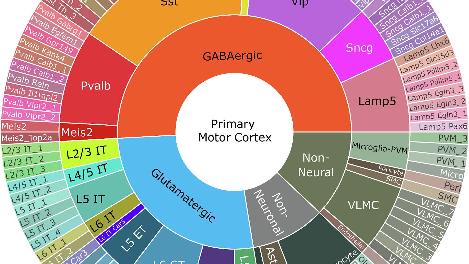 Диаграмма таксономии типов клеток первичной моторной коры мыши - РИА Новости, 1920, 06.10.2021
