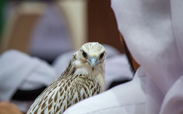 На фестивале соколиной охоты в Катаре
