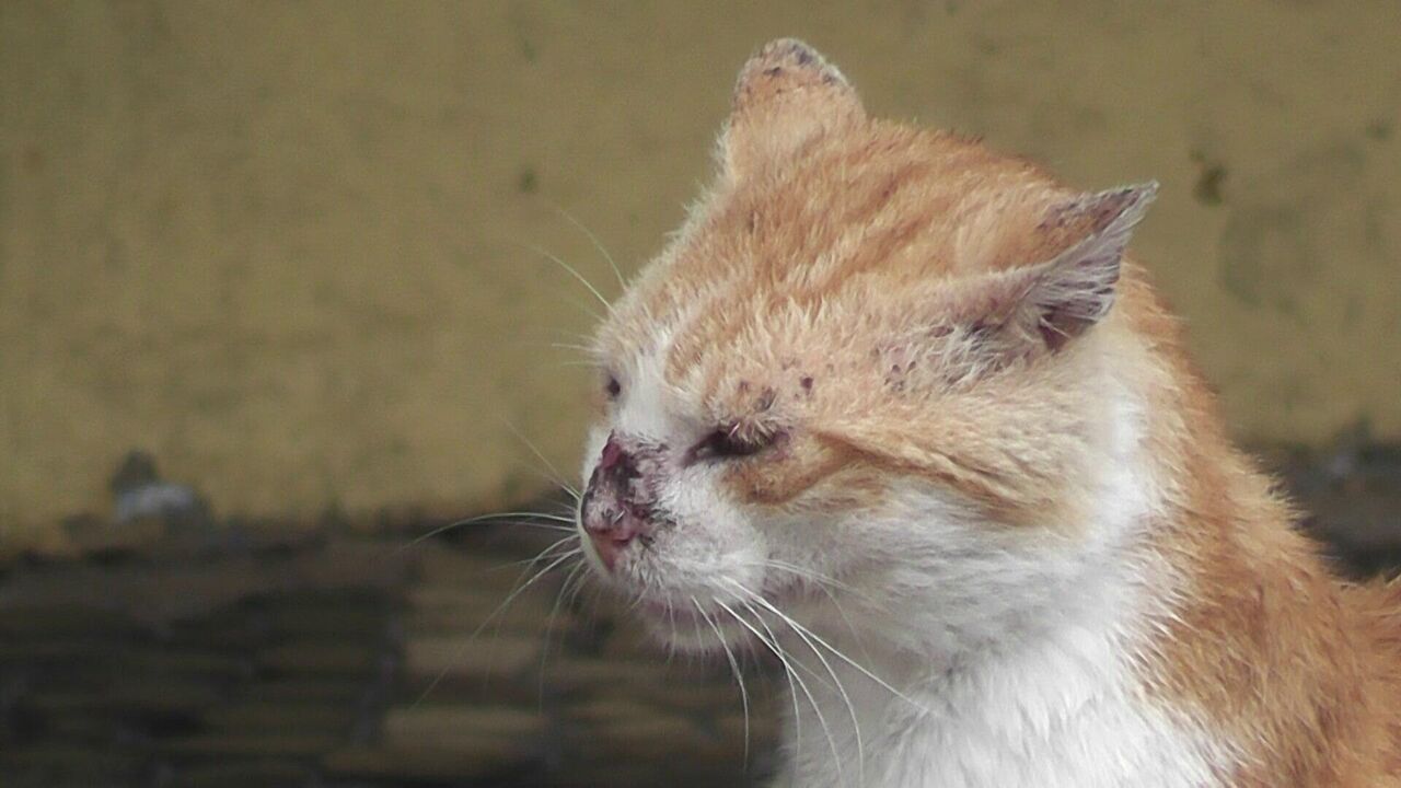 Лишай у кошек и котов, что такое, профилактика, лечение