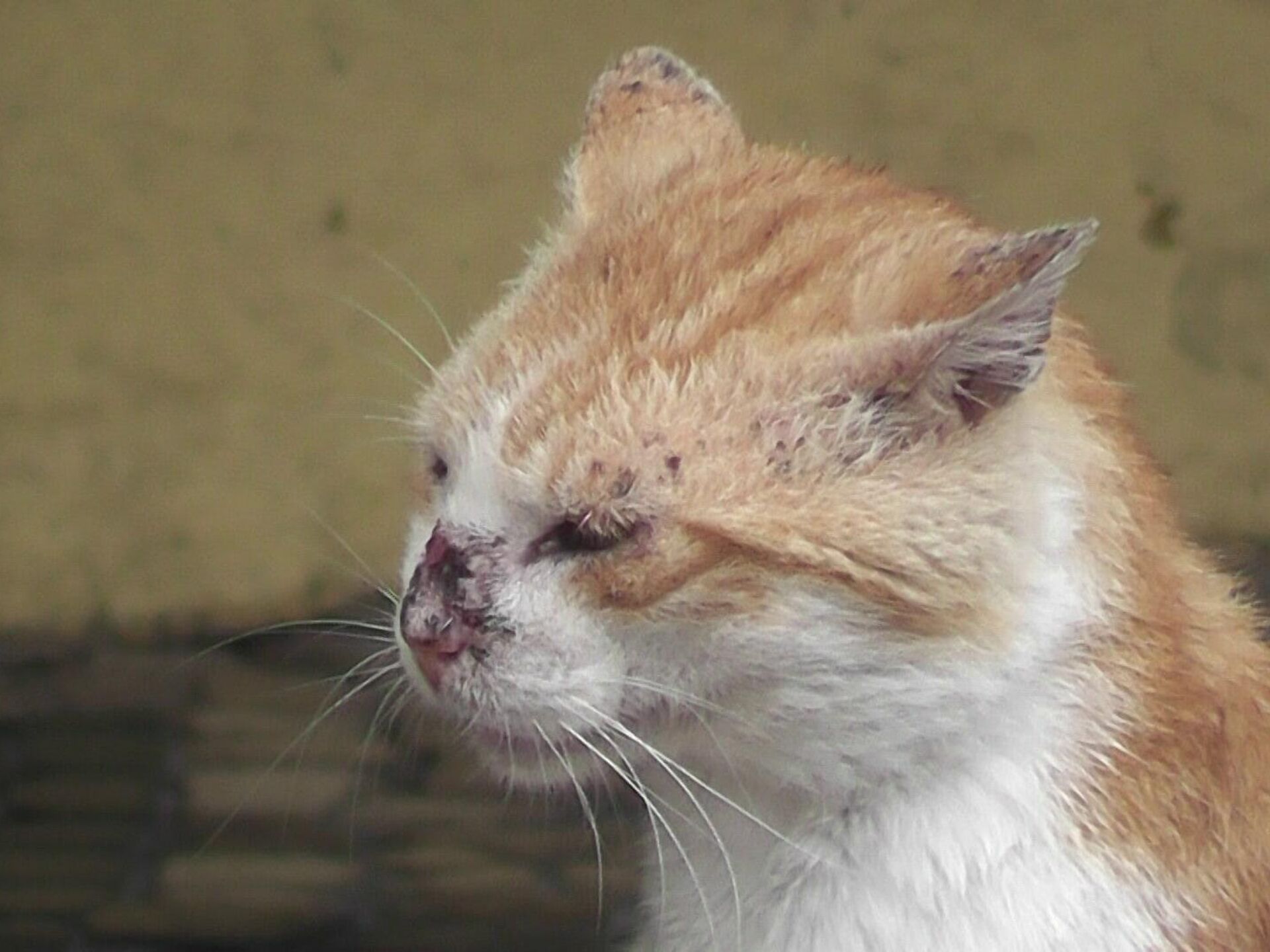 Доклад: Наиболее опасные инфекции у кошек или нужны ли кошкам прививки