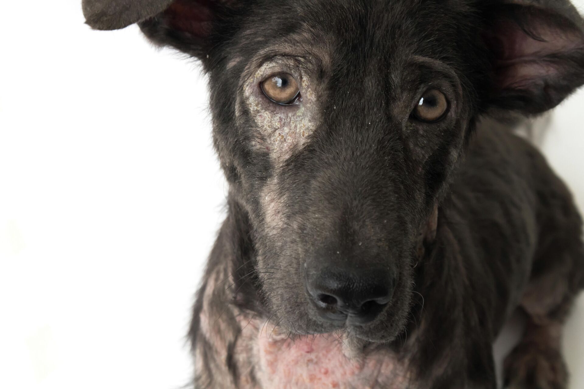 Лишай у собак - фото, чем лечить и как выглядит | Симптомы и виды лишая | Pet-Yes