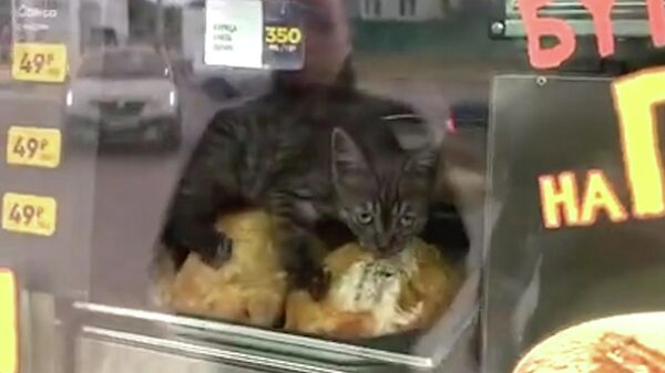 Усатый воришка из Липецка: котенок забрался в ларек и съел курицу