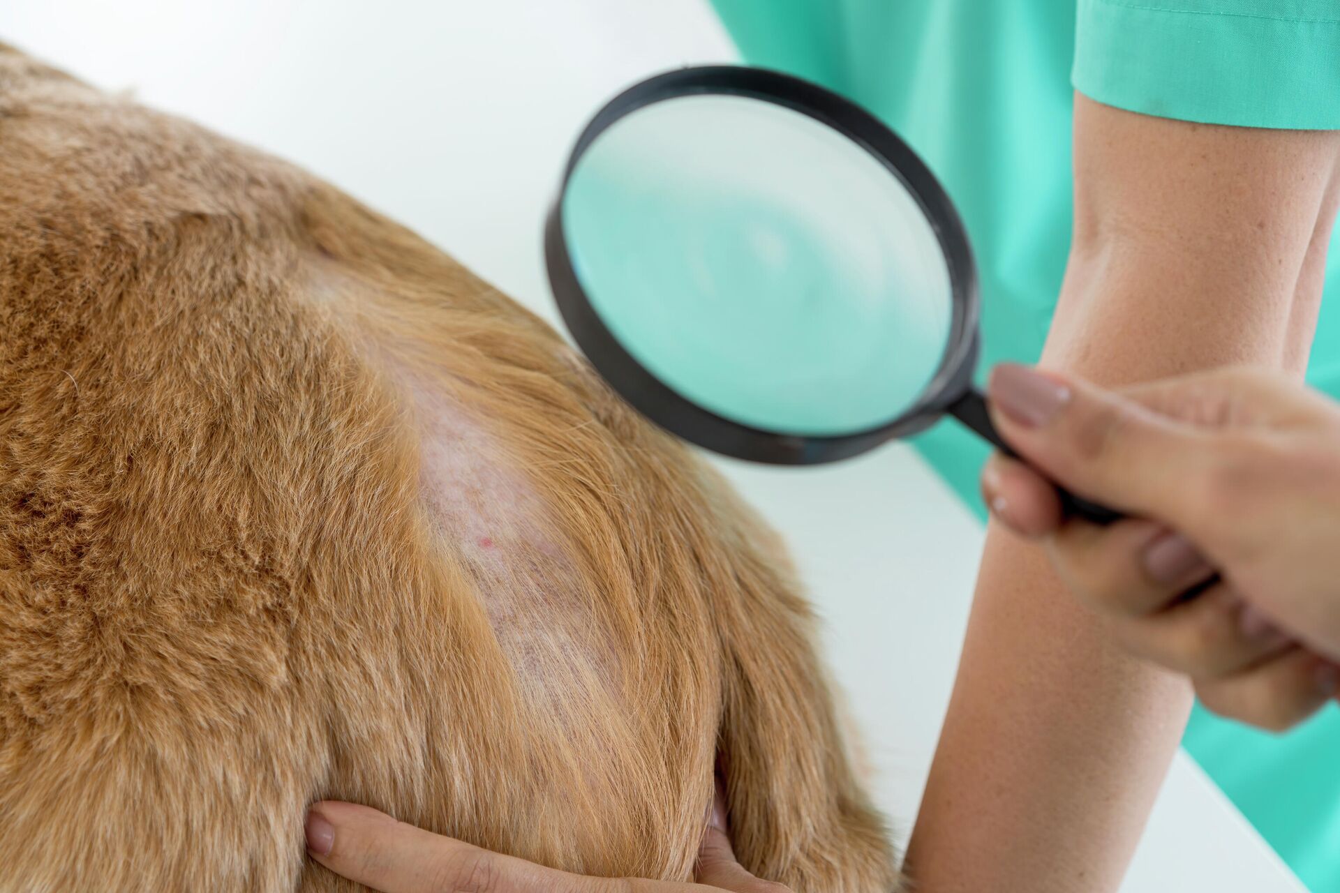 Лечение лишая у собаки | Симптомы, профилактика стригущего лишая