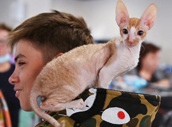 Котенок породы девон-рекс на выставке КоШарики Шоу в Сокольниках