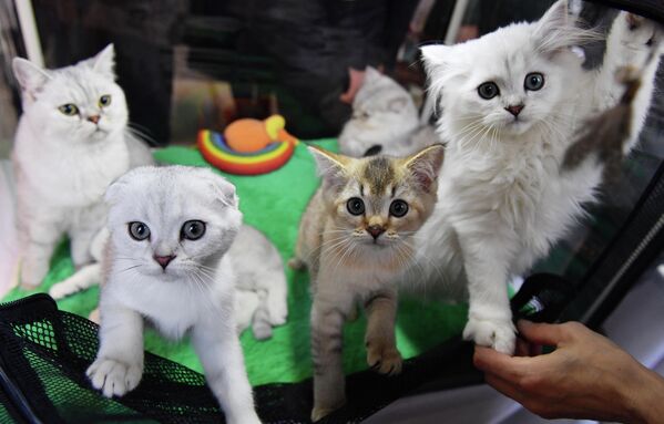 Котята на выставке КоШарики Шоу в Сокольниках