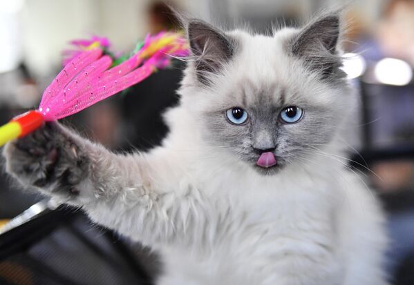 Кошка породы невская маскарадная на выставке КоШарики Шоу в Сокольниках