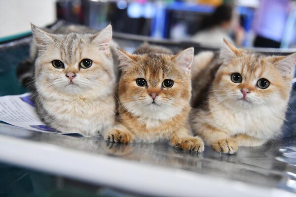 Кошки шотландской породы на выставке КоШарики Шоу в Сокольниках