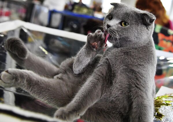 Котенок породы скоттиш-фолд на выставке КоШарики Шоу в Сокольниках
