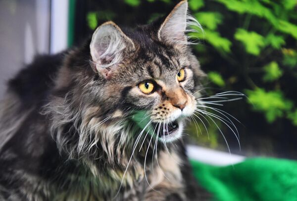 Кошка породы мейн-кун на выставке КоШарики Шоу в Сокольниках