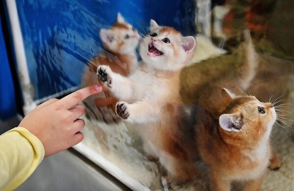 Посетитель выбирает котенка на выставке КоШарики Шоу в Сокольниках