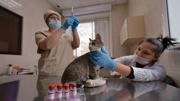 Кот перед прививкой