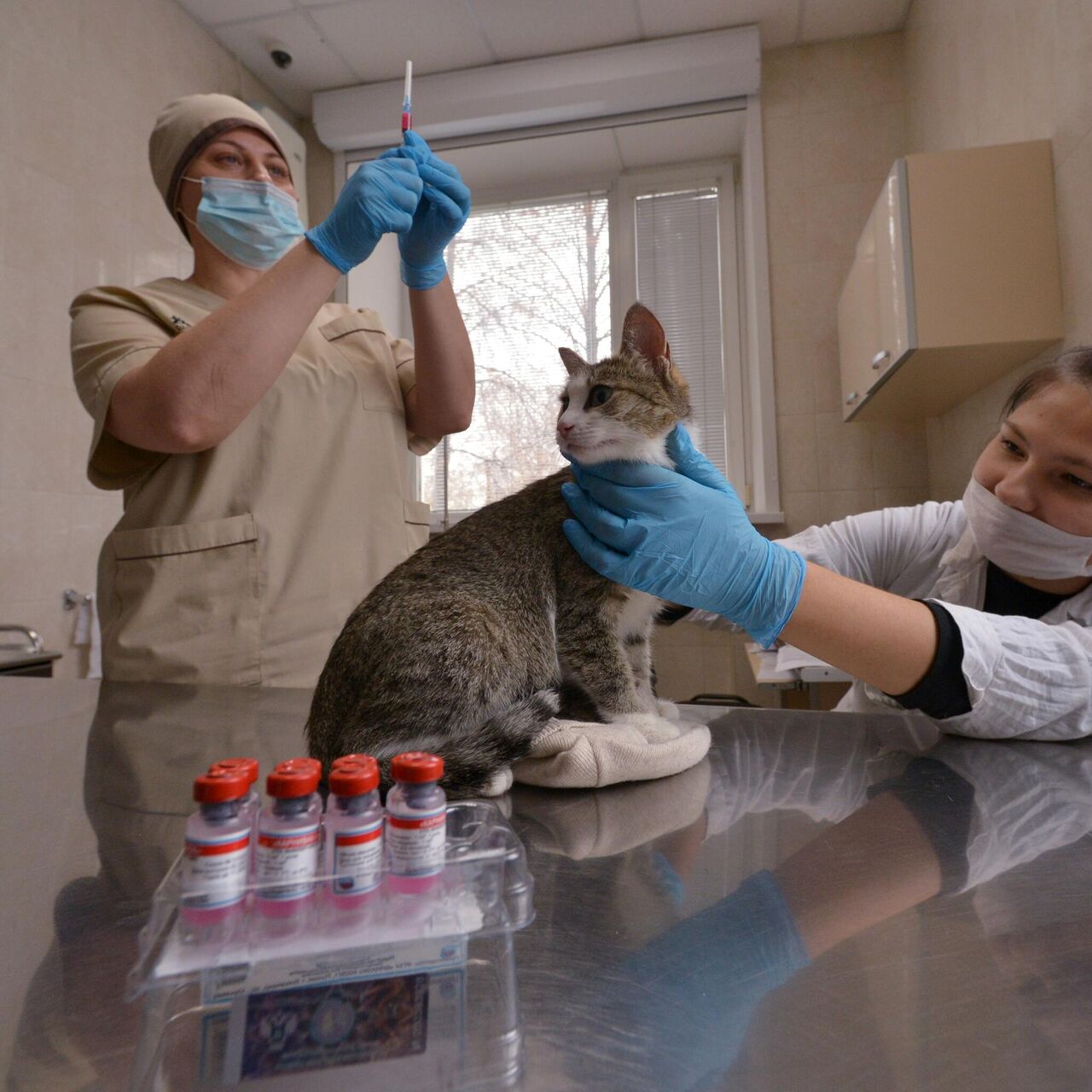 Осмотр ветеринара платный?. Вакцинация котят. Вакцинация на ферме. Бесплатные прививки для кошек в москве