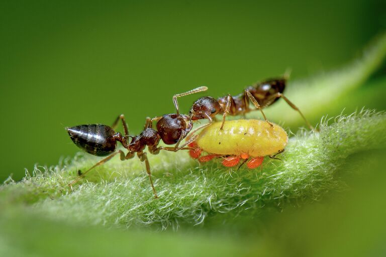 Работа фотографа Vishwanath Birje Mutualism, занявшая первое место в фотоконкурсе Royal Society of Biology Photography Competition 2021