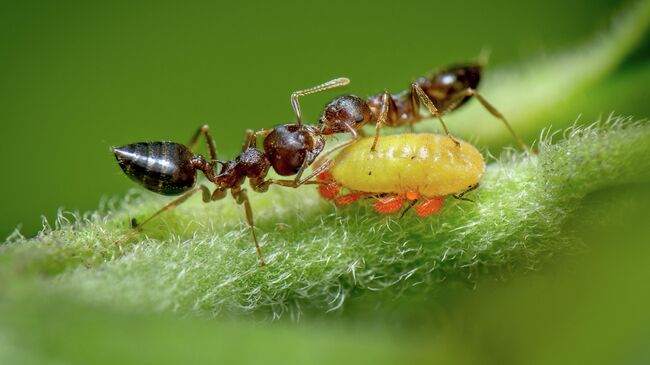 Работа фотографа Vishwanath Birje Mutualism, занявшая первое место в фотоконкурсе Royal Society of Biology Photography Competition 2021