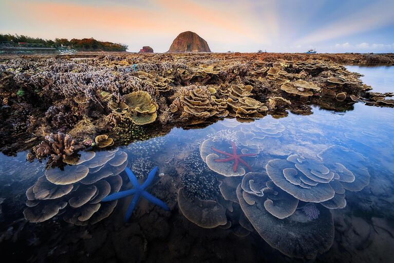 Работа фотографа Truong Hoai Vu Hon Yen marine ecosystem в фотоконкурсе Royal Society of Biology Photography Competition 2021