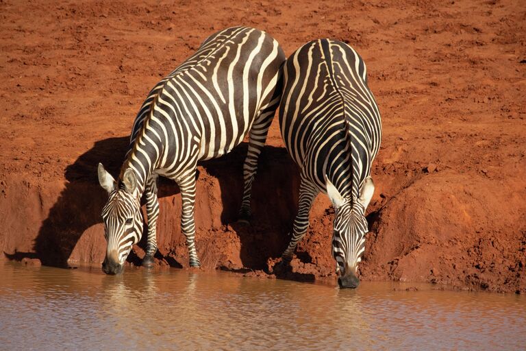 Работа фотографа Hayden Wood Watering hole antics, в фотоконкурсе Royal Society of Biology Photography Competition 2021