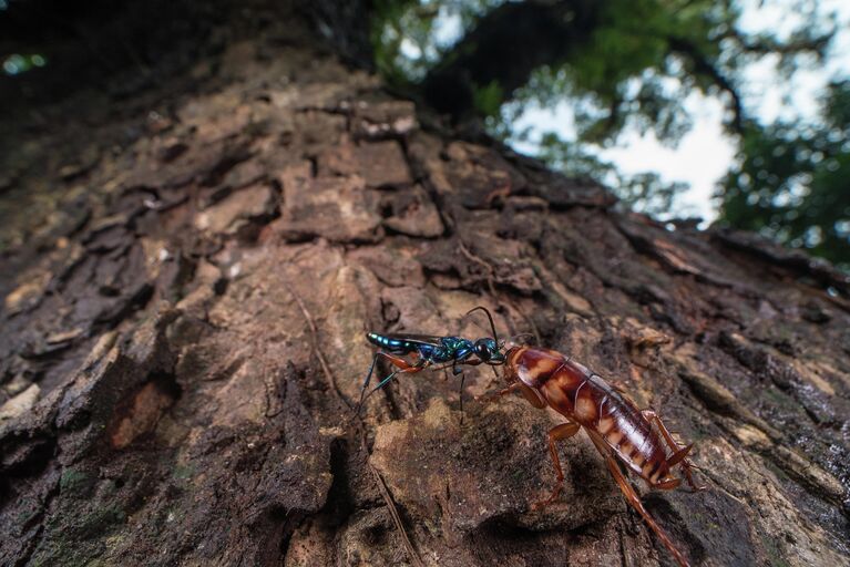 Работа фотографа Ripan Biswas The hunt, в фотоконкурсе Royal Society of Biology Photography Competition 2021