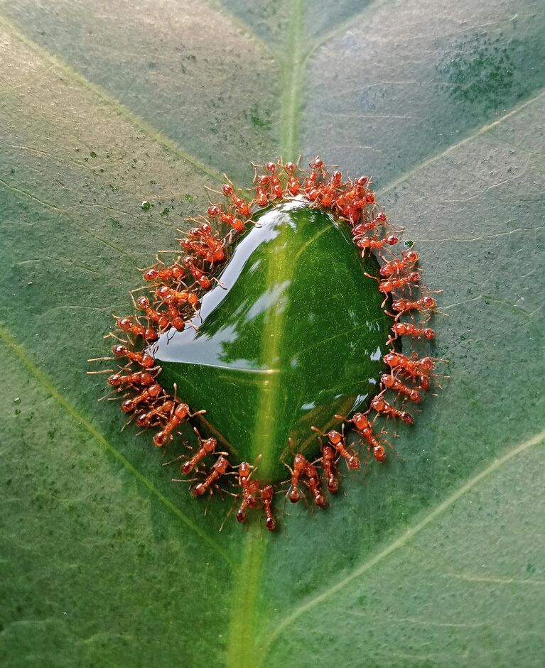 Работа фотографа John Ishide Bulanadi A tiny gathering, в фотоконкурсе Royal Society of Biology Photography Competition 2021