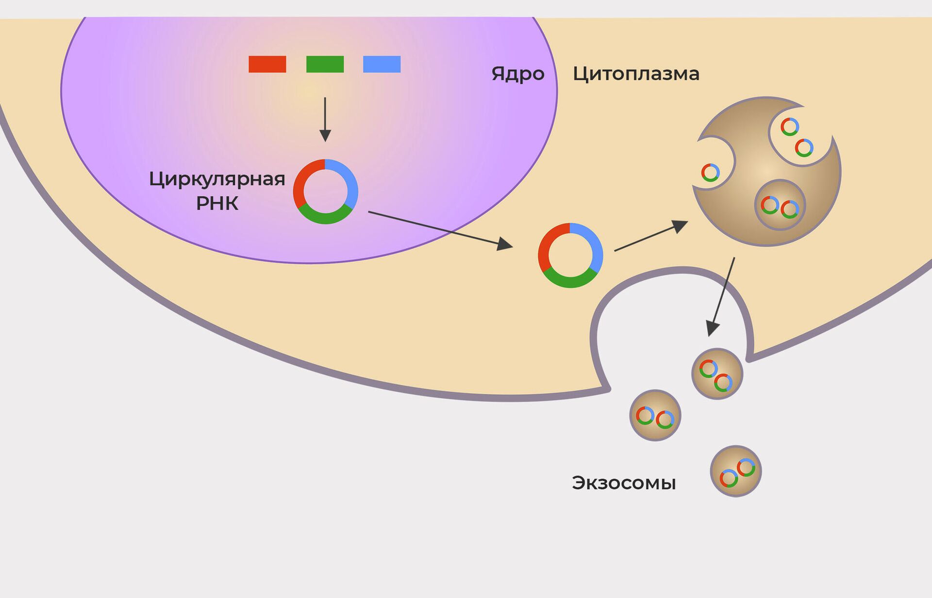 Экзосомы с микроРНК путешествуют по организму - РИА Новости, 1920, 12.10.2021