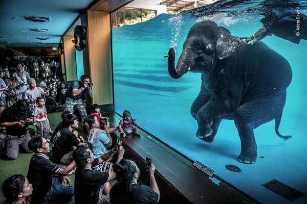 Работа фотографа Adam Oswell в фотоконкурсе Wildlife Photographer of the Year 2021 Работа фотографа Adam Oswell в фотоконкурсе Wildlife Photographer of the Year 2021
