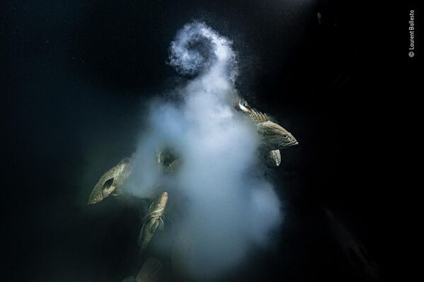 Работа фотографа Laurent Ballesta в фотоконкурсе Wildlife Photographer of the Year 2021 Работа фотографа Laurent Ballesta в фотоконкурсе Wildlife Photographer of the Year 2021