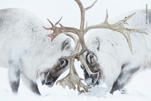 Работа фотографа Stefano Unterthiner в фотоконкурсе Wildlife Photographer of the Year 2021 Работа фотографа Stefano Unterthiner в фотоконкурсе Wildlife Photographer of the Year 2021